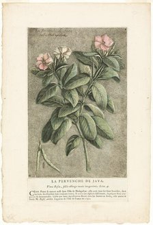 The Periwinkle of Java, from Collection of Usual, Curious, and Foreign Plants, 1767. Creator: Jacques Fabian Gautier Dagoty.