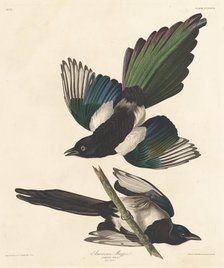 American Magpie, 1837. Creator: Robert Havell.