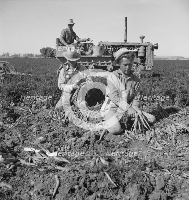 8 a.m., migratory field workers pulling carrots in a field, near Meloland, Imperial County, CA, 1939 Creator: Dorothea Lange.