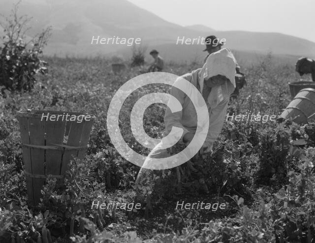 Migratory workers harvesting peas near Nipomo, California, 1937. Creator: Dorothea Lange.