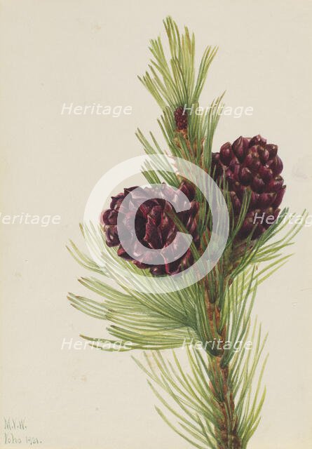 Whitebark Pine (Pinus albicaulis), 1931. Creator: Mary Vaux Walcott.