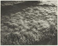 Grass and Frost, 1934. Creator: Alfred Stieglitz.