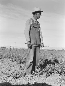 Row boss, formerly a pea picker, near Calipatria, California, 1939. Creator: Dorothea Lange.