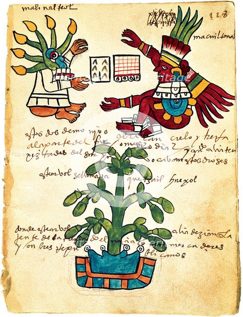 Cacao tree from the Codex Tudela, 1553. Artist: Pre-Columbian art  
