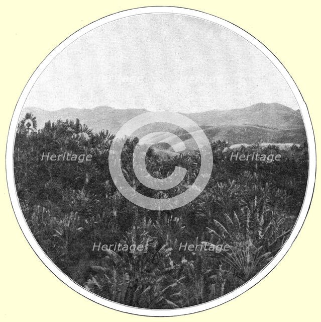 ''La region des <<ravenales>> a Madagascar; Iles Africaines de la mer des Indes', 1914. Creator: Unknown.