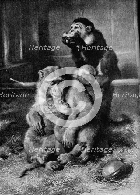 'The Sick Monkey', 1875, (1912). Artist: Edwin Henry Landseer.