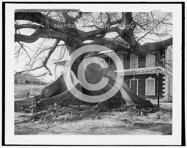 Ceiba or silk cotton tree, Nassau, Bahama Islds., c1901. Creator: William H. Jackson.