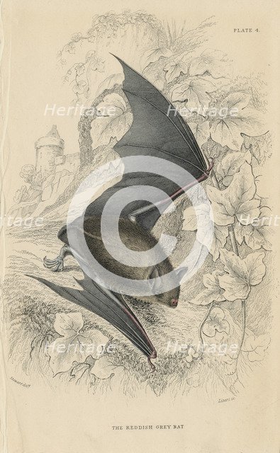 Natterer's bat (Myotis nattereri), 1828. Artist: Unknown