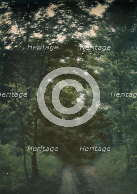 Road through woods, between 1906 and 1942. Creator: Arnold Genthe.