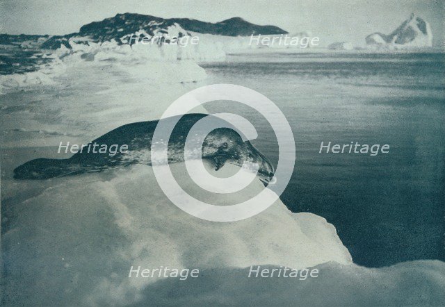 'A Weddell Seal About To Dive', c1911, (1913). Artist: Herbert Ponting.