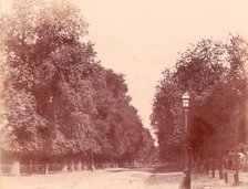 Allée bordée d'arbres, 1850-53. Creator: Charles Marville.