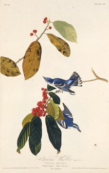 The cerulean warbler. From "The Birds of America", 1827-1838. Creator: Audubon, John James (1785-1851).