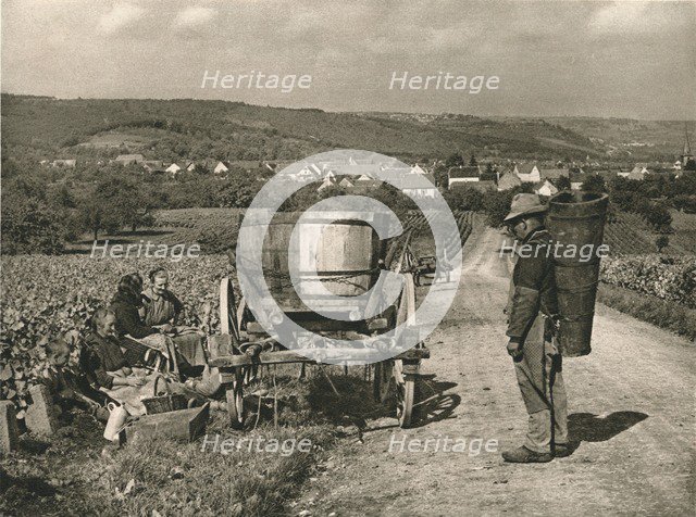 'Pfalz - Gathering grapes near Weisenheim', 1931. Artist: Kurt Hielscher.
