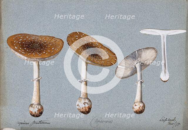 Panther cap fungus (Amanita pantherina): four fruiting bodies, one sectioned, 1893. Creator: Unknown.