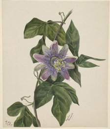 (Untitled--Flower Study), 1879. Creator: Mary Vaux Walcott.