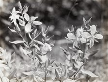 Wildflowers in bloom, between 1915 and 1935. Creator: Frances Benjamin Johnston.