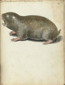 Cape Mole, 1786-1787. Creator: Jan Brandes.