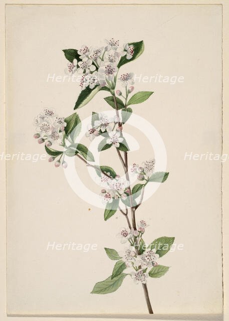 Red Chokeberry (Aronia arbutifolia), ca. 1920s. Creator: Mary Vaux Walcott.