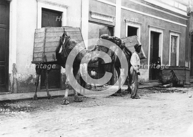 Man with camels, Las Palmas, Gran Canaria, Canary Islands, Spain, c1920s-c1930s(?). Artist: Unknown