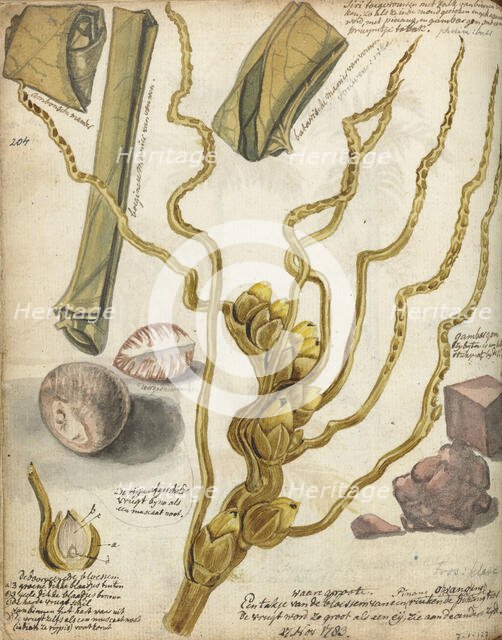 Methods for making Sirih, 1783. Creator: Jan Brandes.
