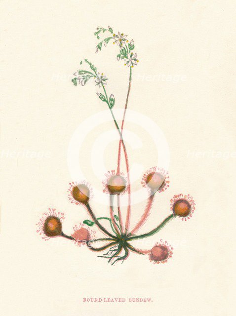 'Round-Leaved Sundew', c1891, (1891). Artist: Anne Pratt.