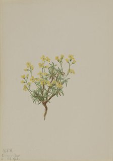 Yellow Willow Grass, 1922. Creator: Mary Vaux Walcott.