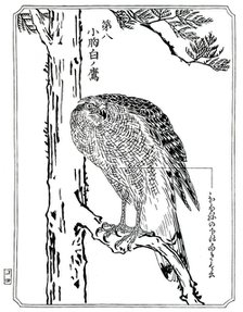 A hawk, 1898.Artist: Kawanabe Kyôsai