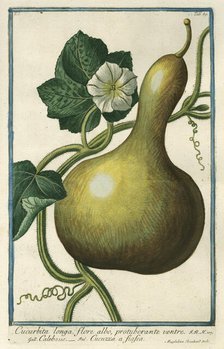 Cucurbita longa (Squash), from Giorgio Bonelli's Hortus Romanus, vol. I (1772). Creator: Maddalena Bouchard.