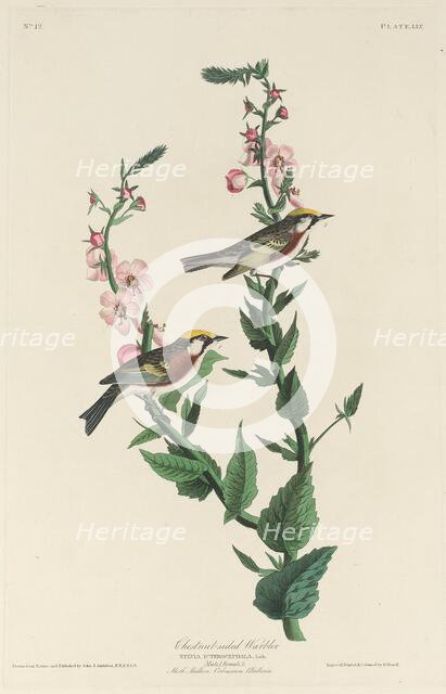 Chestnut-sided Warbler, 1829. Creator: Robert Havell.