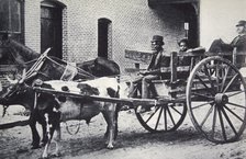 Mark Twain, American author, in the back of a horse and ox drawn cart, c1900. Artist: Unknown