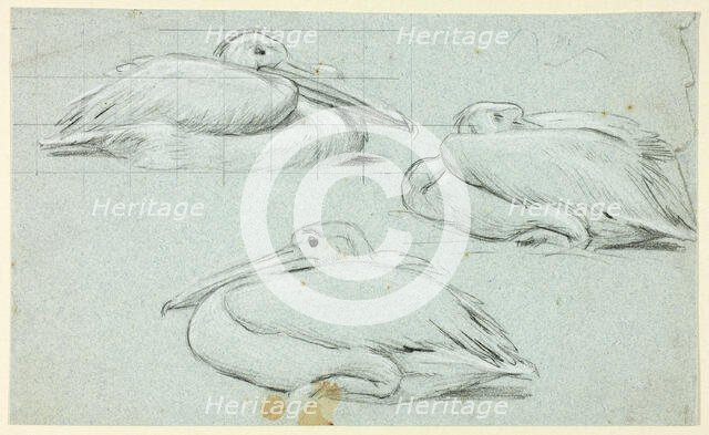 Three Sketches of Pelicans, n.d. Creator: Henry Stacy Marks.