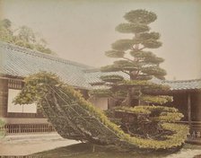 Pine Tree, Kinkakuji, about 1875-1890s. Creator: Adolfo Farsari.