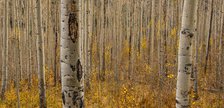 Fall in the Birch Forest. Creator: Dorte Verner.