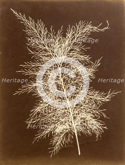 Untitled, c.1851. Creator: Unknown.