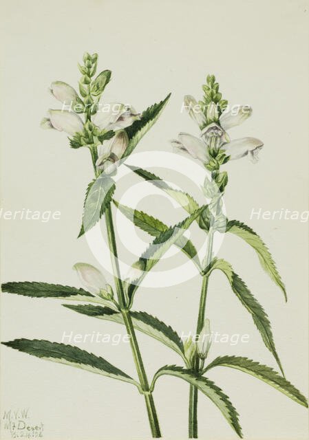 Turtlehead (Chelone glabra), 1926. Creator: Mary Vaux Walcott.