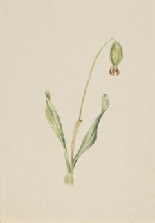 (Untitled) (Plant Study), ca. early 1930s. Creator: Mary Vaux Walcott.