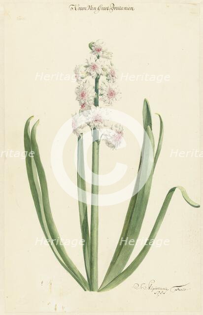 The pinkish white hyacinth Crown of Great Britain, 1751. Creator: Jan Augustini.