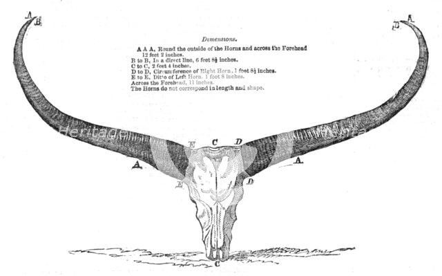 Skull and Horns of a Wild Buffalo, shot in Central Assam, 1854. Creator: Unknown.