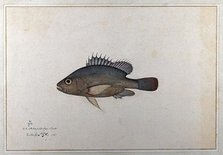 Fish, 1783. Creator: Bhawani Das.