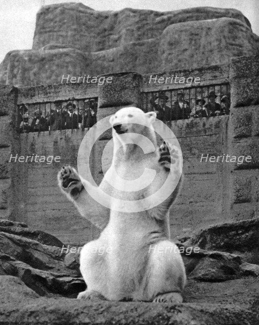 Polar bear on the Mappin Terrace at London Zoo, 1926-1927. Artist: McLeish