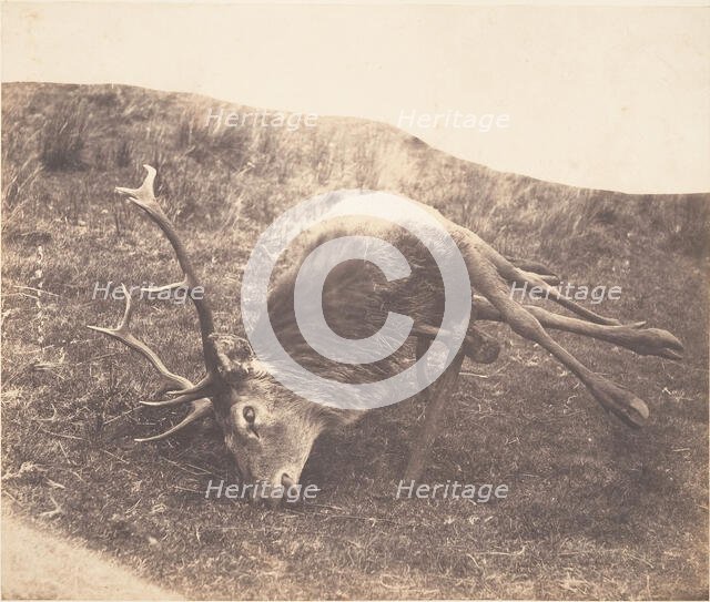 Stag Shot by Mrs. Ross, ca. 1857. Creator: Horatio Ross.