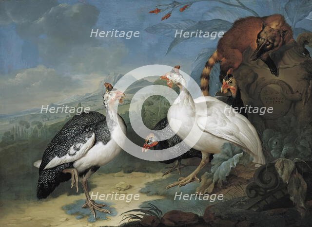 Guinea fowl and coati, 1722. Creator: Philipp Ferdinand de Hamilton.