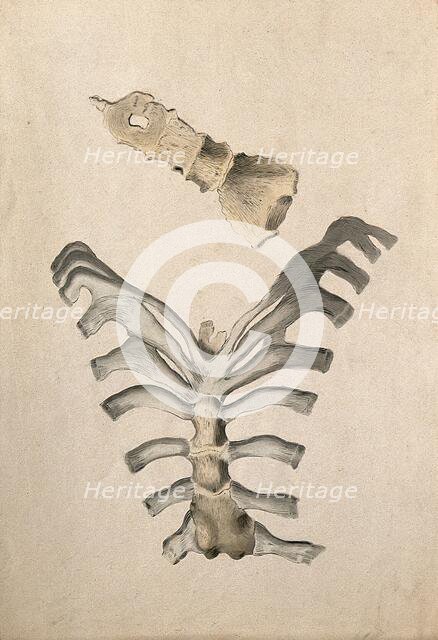 Ribs and sternum: two figures, 1830-1835. Creator: Unknown.
