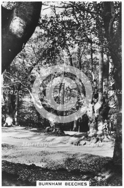 Burnham Beeches, Buckinghamshire, 1937. Artist: Unknown
