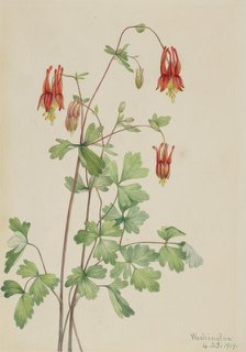 American Columbine (Aquilegia canadensis), 1919. Creator: Mary Vaux Walcott.