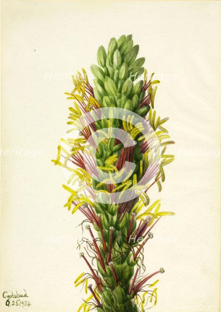 Lechuguilla (Agava lechuguilla), 1934. Creator: Mary Vaux Walcott.