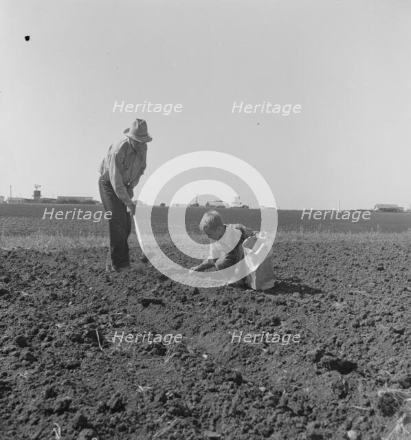 Father and son planting potatoes, outskirts of Salinas, California, 1939. Creator: Dorothea Lange.