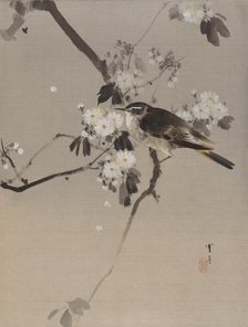 Birds on a Flowering Branch, ca. 1887. Creator: Watanabe Seitei.