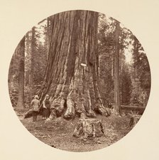 The Pride of the Forest - Calaveras Grove, ca. 1878. Creator: Carleton Emmons Watkins.