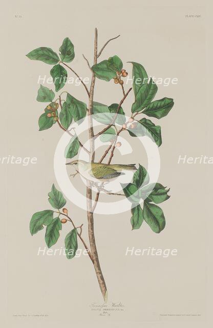 Tennessee Warbler, 1832. Creator: Robert Havell.